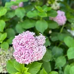 ゲストハウス Flower's