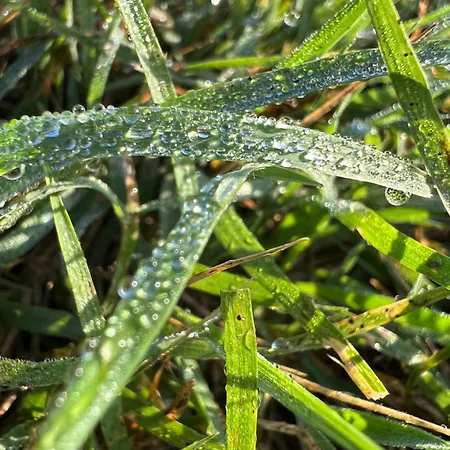Flower's בית הארחה אוריקום