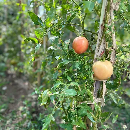 Flower's בית הארחה