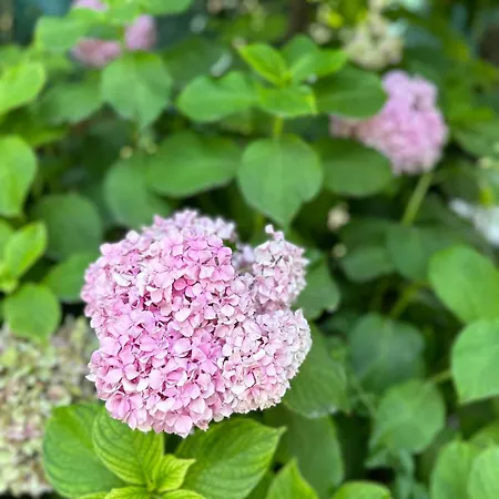 בית הארחה Flower's