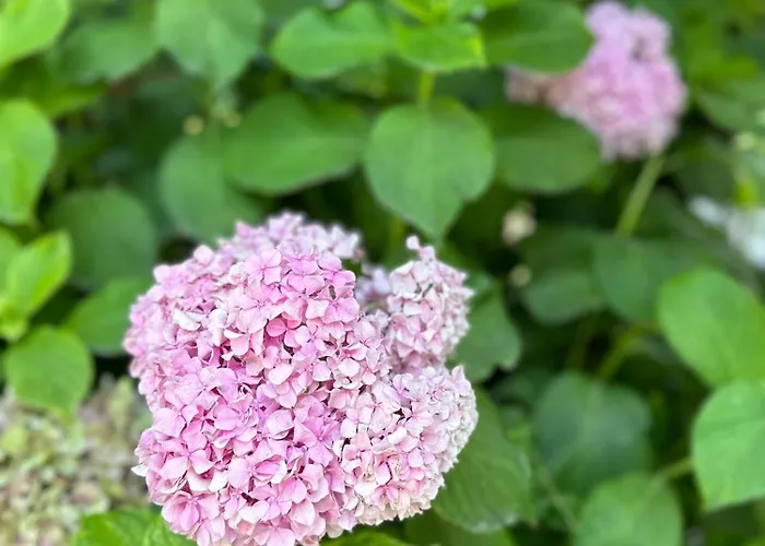 بيت ضيافة Flower's