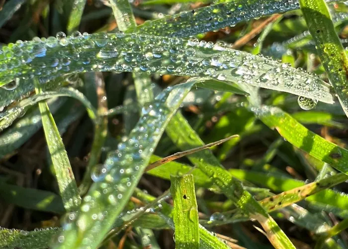 Flower's 招待所 奥里库姆
